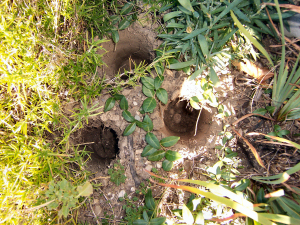 What the heck is boring large holes into the Kasdorf flower garden?